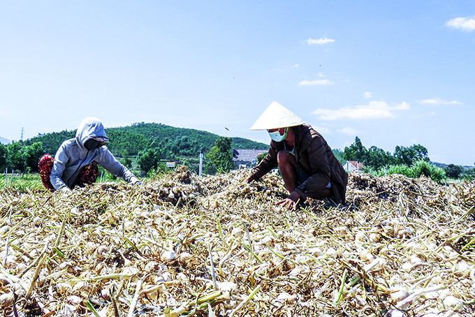 Nông dân thôn Xuân Tây phơi tỏi sau thu hoạch.