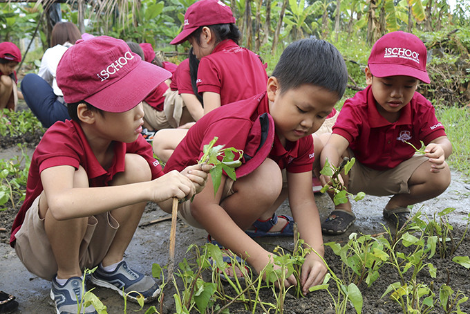 Học sinh Trường iSchool Nha Trang trải nghiệm trồng rau. Ảnh: Trường iSchool Nha Trang