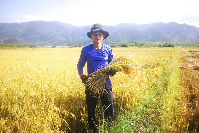 Anh Nguyễn Xuân Trường dành nhiều tâm huyết tìm thị trường tiêu thụ  cho sản phẩm lúa gạo RVT của địa phương.