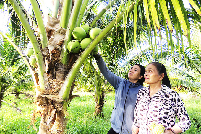 Nhờ nguồn vốn của Agribank, gia đình bà Lê Thị Thơm (xã Vạn Lương) đầu tư  chăm sóc vườn dừa và một số loại cây trồng cho thu nhập ổn định. 