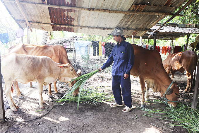 Ông Mấu Thun (thôn Lỗ Gia) chăm sóc đàn bò của gia đình.