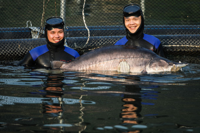 Siêu cá tầm Beluga xuất hiện tại một trang trại cá ở Sơn La