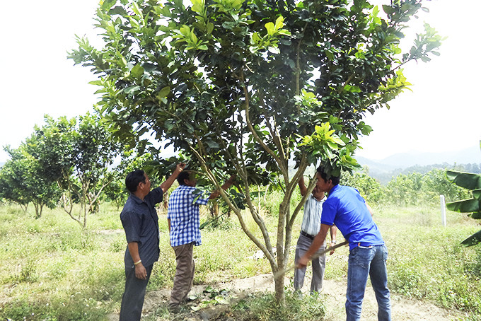 Mô hình đoàn thể giúp hội viên khó khăn phát triển cây ăn quả tại xã Sơn Bình.