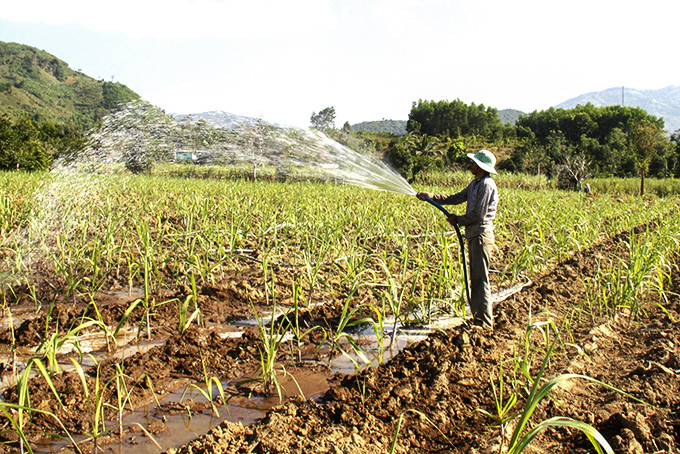  Người dân xã Sơn Trung kéo đường ống để bơm tưới nước cho cây trồng vào mùa khô hạn.