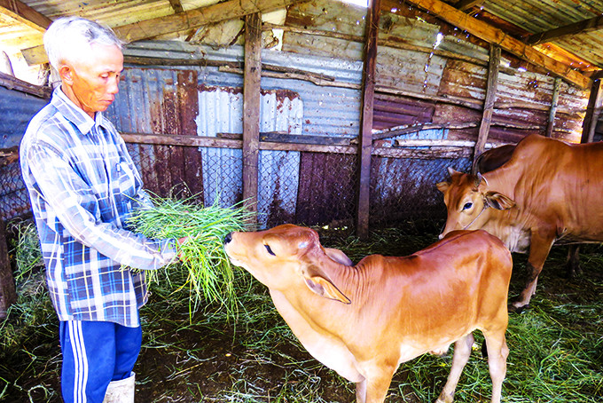  Gia đình ông Hồ Văn Dũng vay vốn nuôi bò hiệu quả.