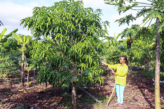 Một hộ dân ở xã Diên Tân chăm sóc vườn cây ăn trái. 