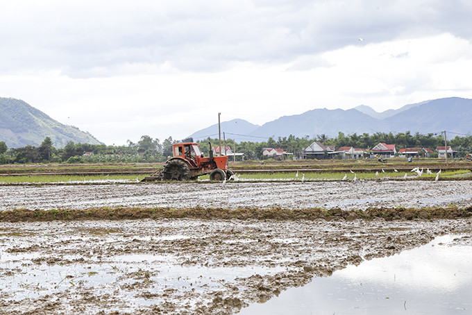 Nông dân Diên Khánh làm ruộng chuẩn bị gieo sạ lúa hè thu.  