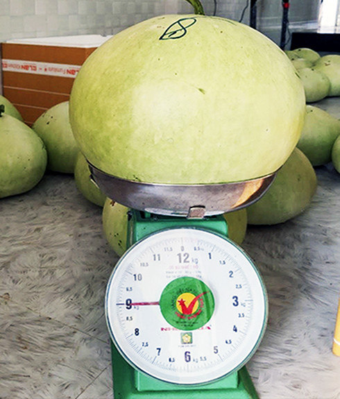 Trái bầu nặng 9kg trồng  thử nghiệm tại Nha Trang năm 2020.