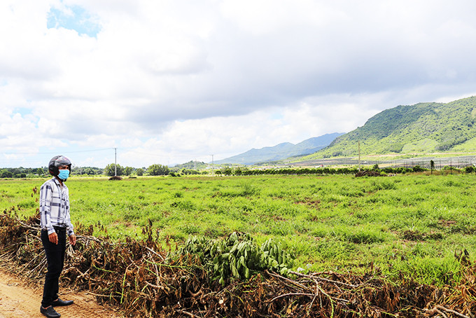Nhiều diện tích đất ở cánh đồng thôn Triệu Hải (xã Cam An Bắc) bỏ hoang do không có nước. 