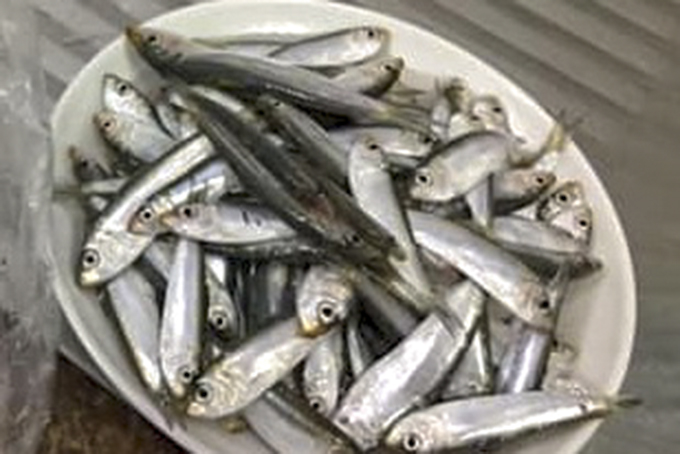 Những mùa cá trích