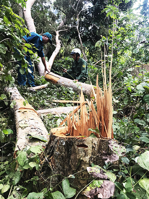 zzThời gian qua, công tác quản lý, bảo vệ rừng căm xe Ninh Tây gặp nhiều khó khăn.