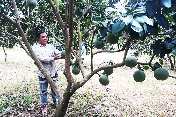 Ông Đặng Minh Tuấn chăm sóc vườn bưởi của gia đình.