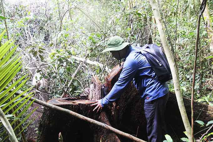 Khai thác rừng trái phép xảy ra ở xã Khánh Thượng, huyện Khánh Vĩnh.