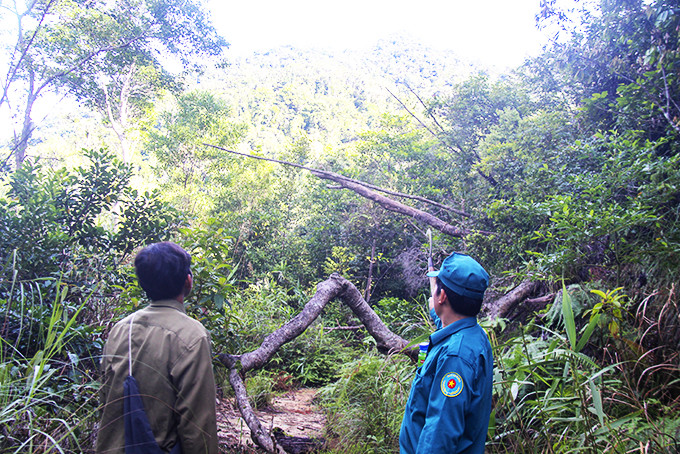 Lực lượng bảo vệ rừng chuyên trách của Công ty TNHH MTV Lâm nghiệp Trầm Hương tuần tra giữ rừng.