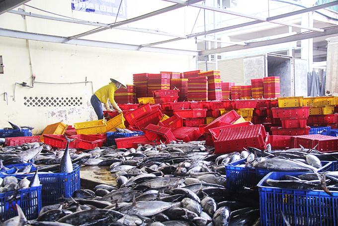 Thu mua cá tại cảng Hòn Rớ (TP. Nha Trang).
