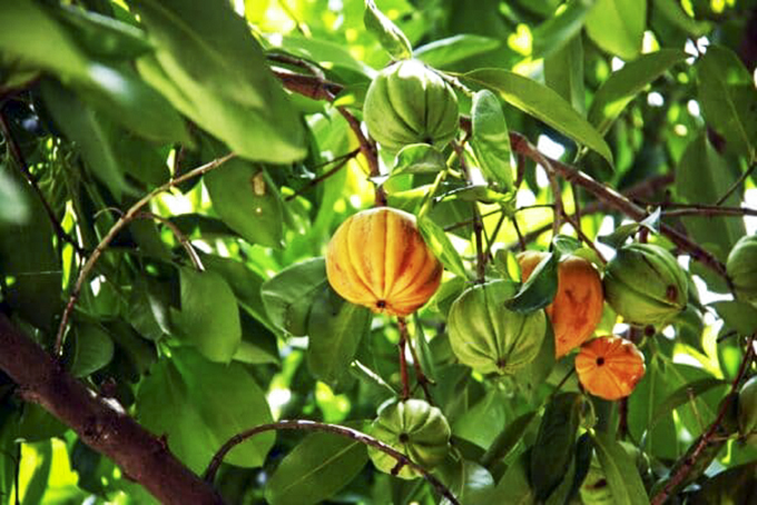 Hương vị quê nhà: Quả tai chua