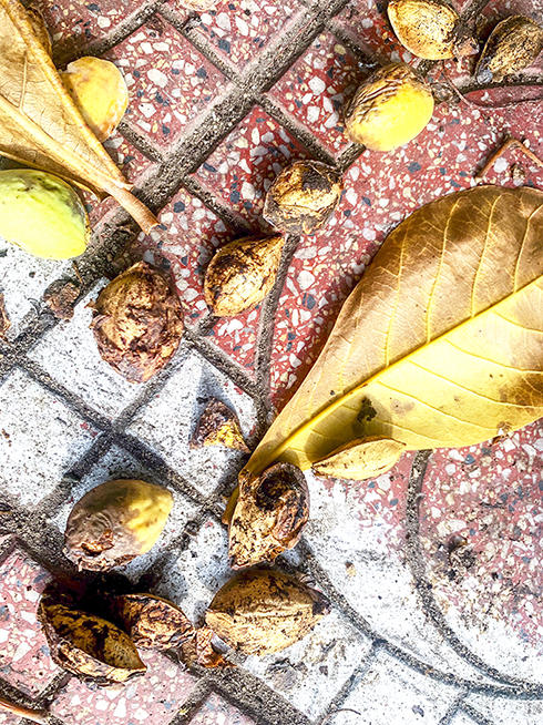 Vào mùa trái bàng rụng