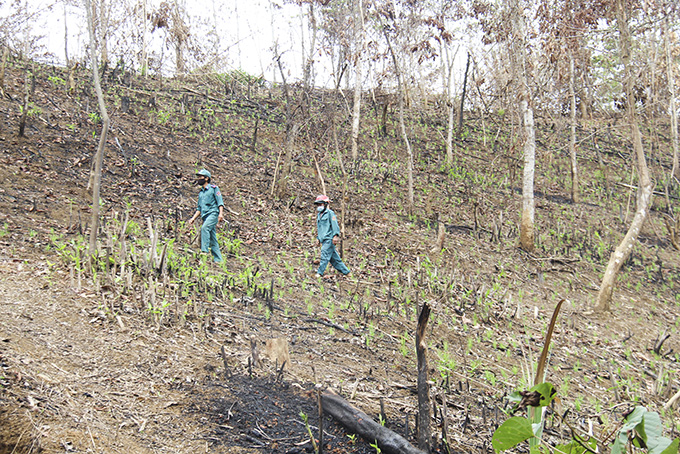 Khánh Vĩnh: Nhiều diện tích rừng trồng bị lấn chiếm