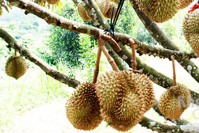 Hỗ trợ kết nối, tiêu thụ sầu riêng Khánh Sơn