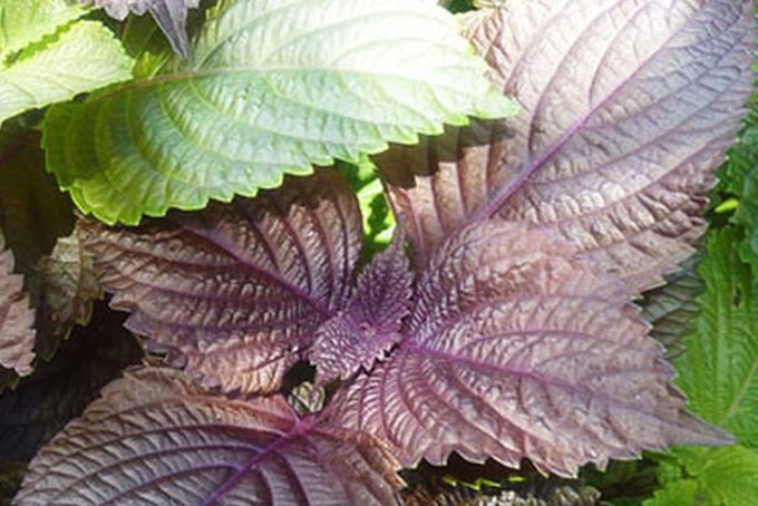 Ly nước tía tô trong mùa Covid-19