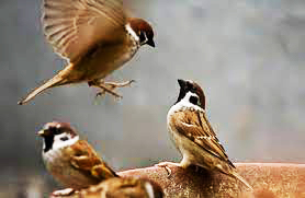 Bầy chim sẻ trong công viên bờ biển