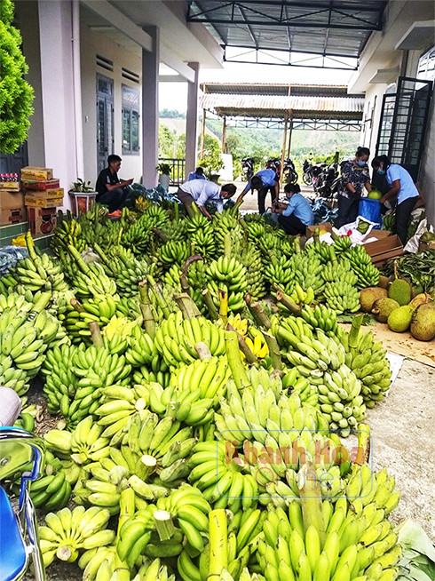 Hoạt động quyên góp nông sản ủng hộ các vùng dịch trong tỉnh và  TP. Hồ Chí Minh đang diễn ra sôi nổi tại nhiều địa phương ở Khánh Sơn.