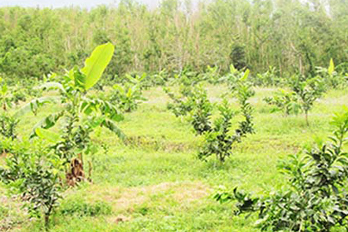 Khánh Vĩnh: Triển khai một số giải pháp sản xuất trồng trọt trong dịch Covid-19