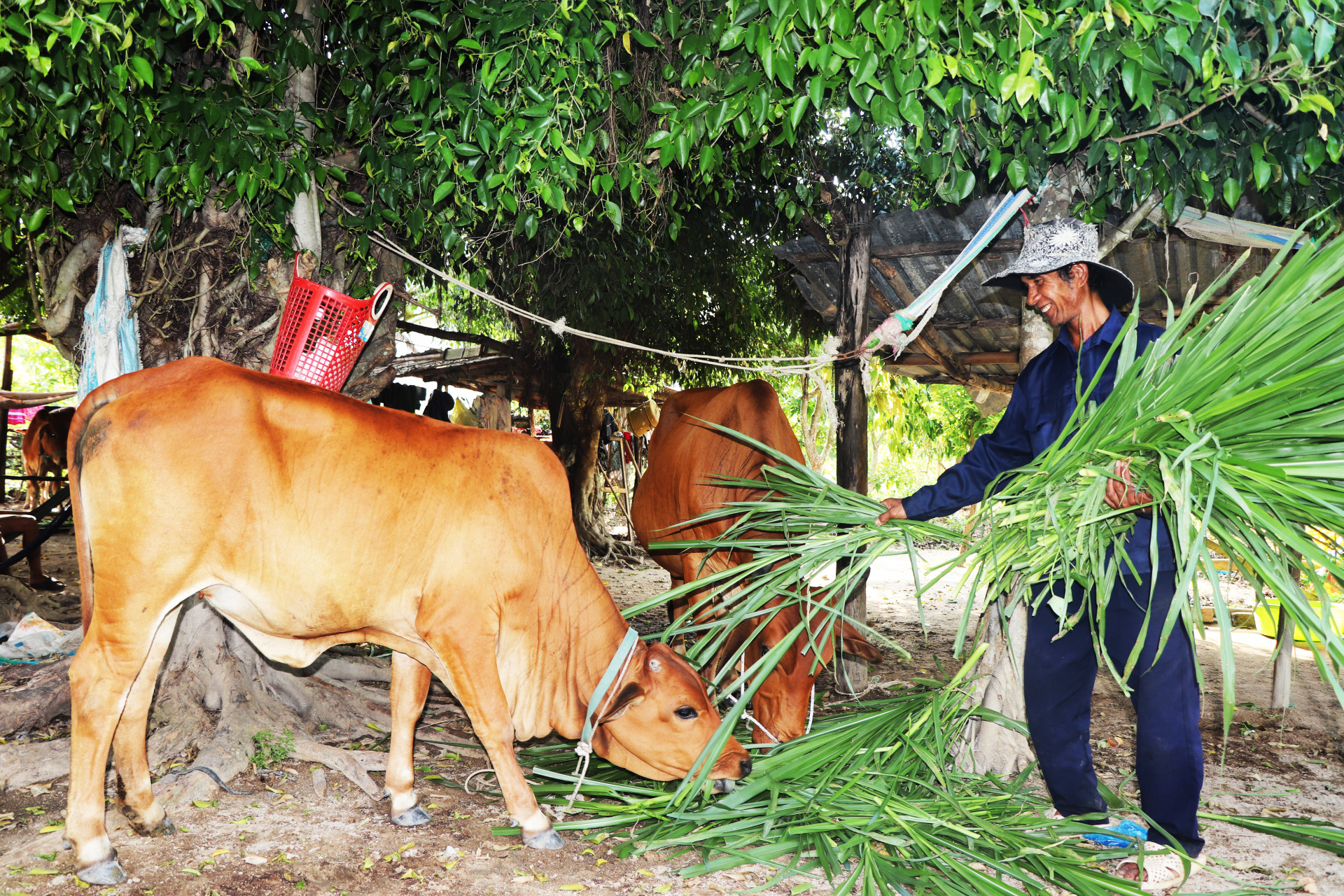 Một hộ dân ở thôn Lỗ Gia, xã Suối Tiên (huyện Diên Khánh) chăm sóc đàn bò được gây dựng nhờ nguồn vốn tín dụng chính sách.