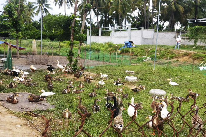 Xã Vĩnh Hiệp: Trại vịt gây ô nhiễm môi trường