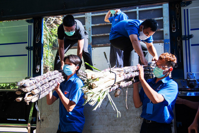 Các đoàn viên, thanh niên vận chuyển mía tím hỗ trợ tiêu thụ giúp nông dân huyện Khánh Sơn.