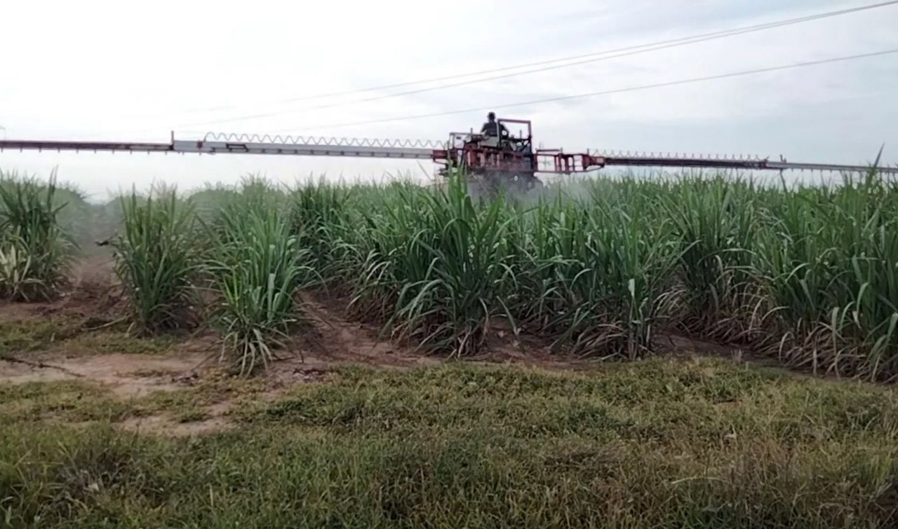 Đưa Drone và máy phun gầm cao vào chăm sóc cây mía