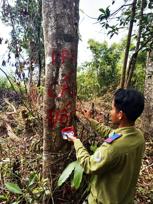 Lực lượng của Ban quản lý Rừng phòng hộ Nam Khánh Hòa bảo vệ hiện trường vụ chặt phá rừng tại Tiểu khu 284.