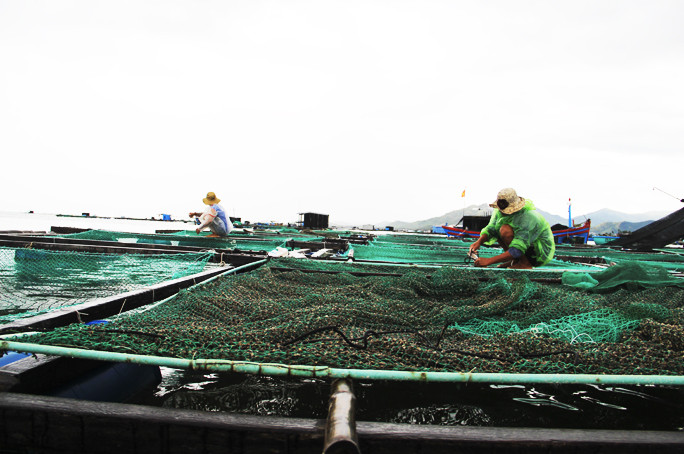 Người nuôi trồng thủy sản tại huyện Vạn Ninh đang tất bật gia cố lồng nuôi thủy sản để ứng phó với mưa bão.