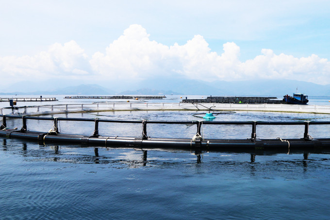 Những lồng nuôi cá chẽm của Công ty TNHH Thủy sản Australis Việt Nam trên vịnh Vân Phong.