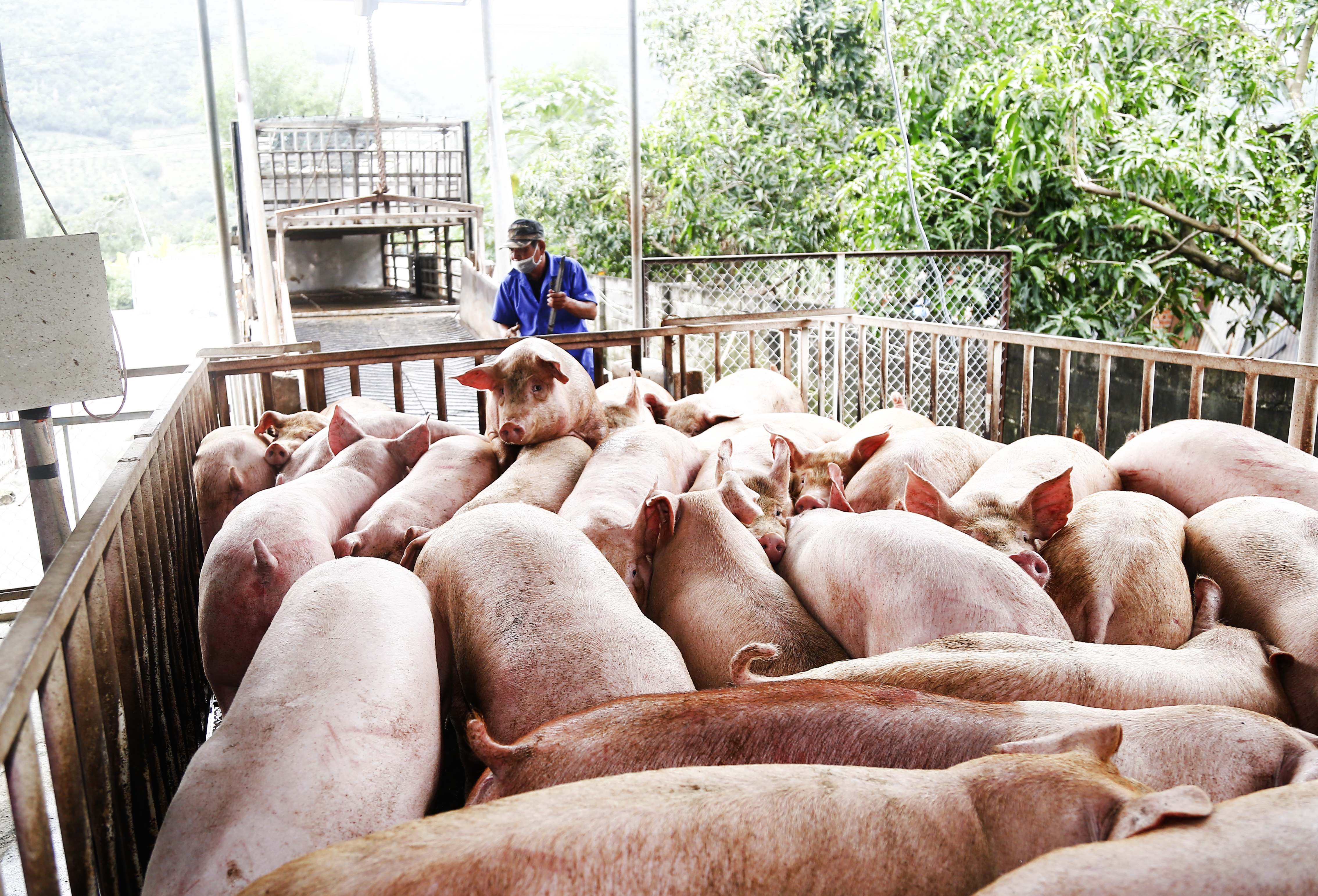 Xây dựng khu giết mổ gia súc gia cầm tập trung: Tiếp tục rà soát, gỡ vướng