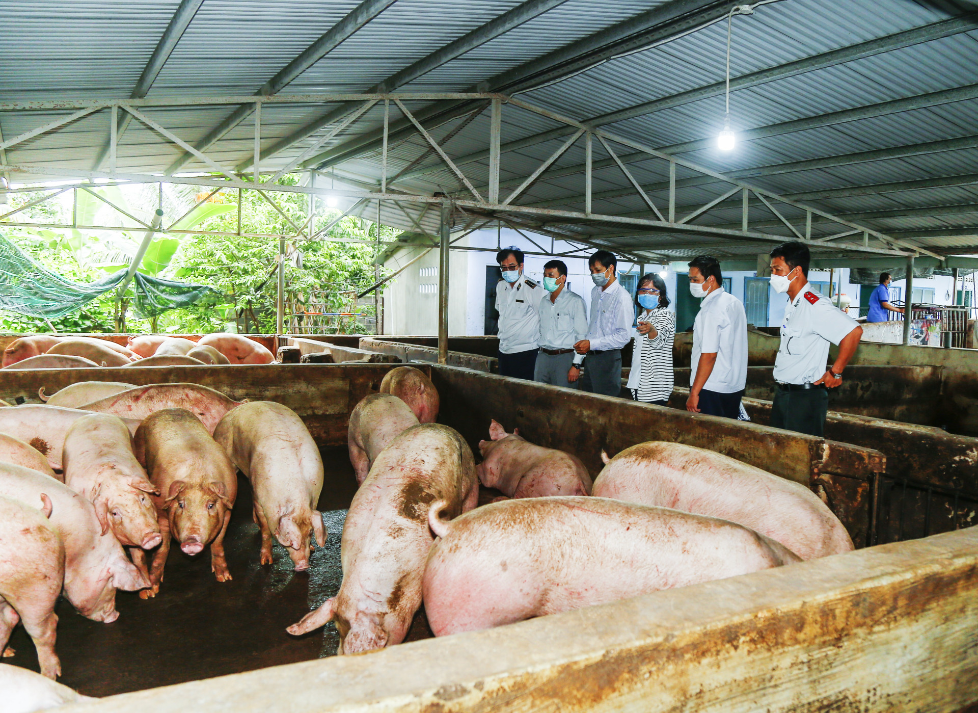 Đoàn công tác kiểm tra tình hình chăn nuôi heo tại Khánh Hòa. 