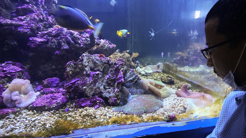 Theo dõi san hô, hải quỳ phát triển tại khu thuần dưỡng, Viện Hải dương học. 