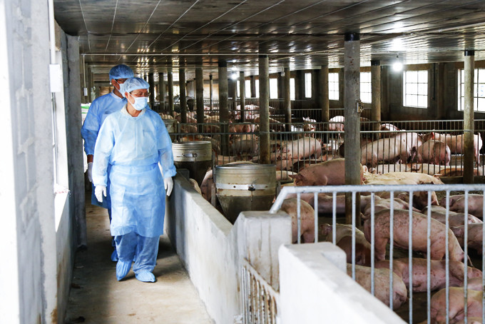 Lực lượng thú y kiểm tra công tác đảm bảo an toàn dịch bệnh tại một trang trại nuôi heo ở huyện Cam Lâm.