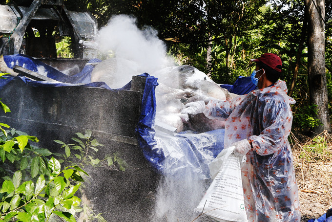 Rắc vôi bột trước khi tiêu hủy heo bệnh chết do ASF ở Cam Lâm.