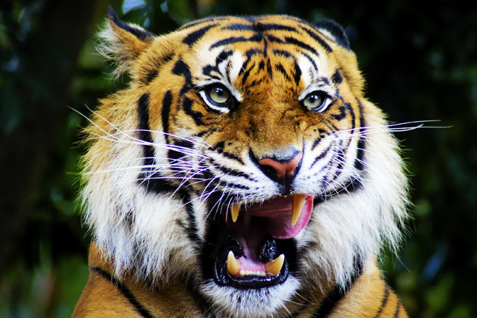 Hổ Bengal vàng