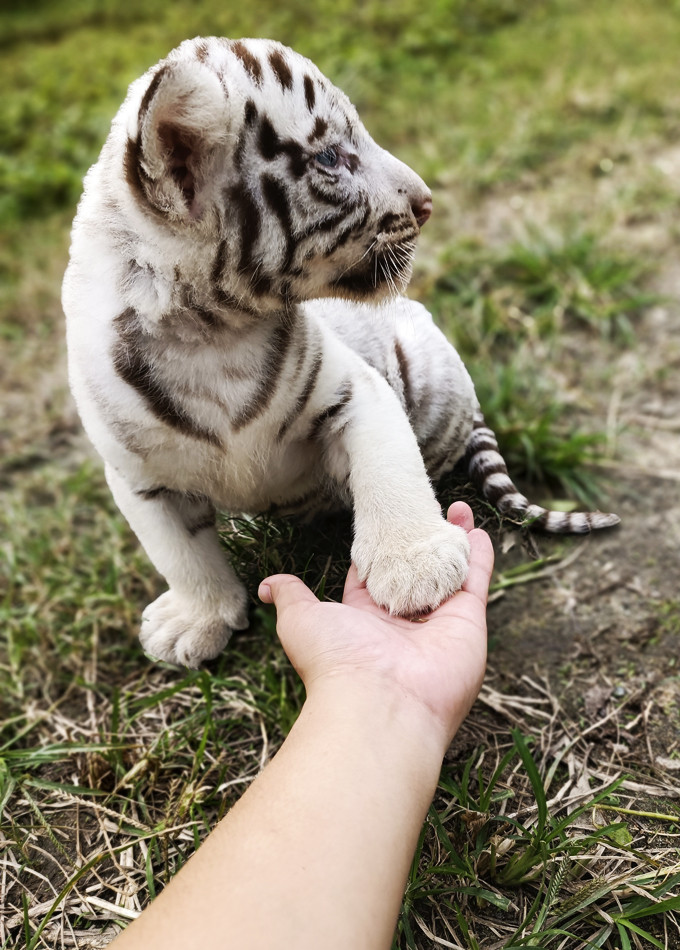 Hổ con rất thân thiện.