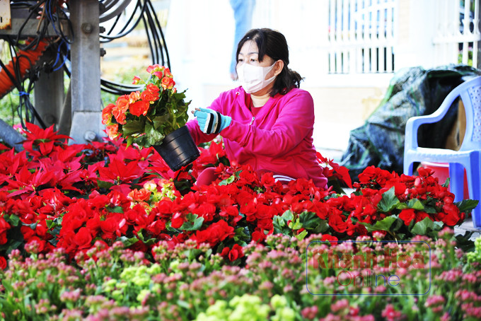 Bà Nguyễn Thị Ngọc Trung bày bán cây hoa cảnh chơi Tết ở góc đường Tô Hiến Thành - Lê Thánh Tôn.