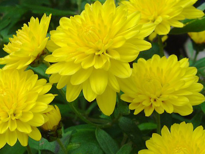 Nông dân Cam Lâm có khoảng 50.000 chậu cúc phục vụ Tết Nguyên đán