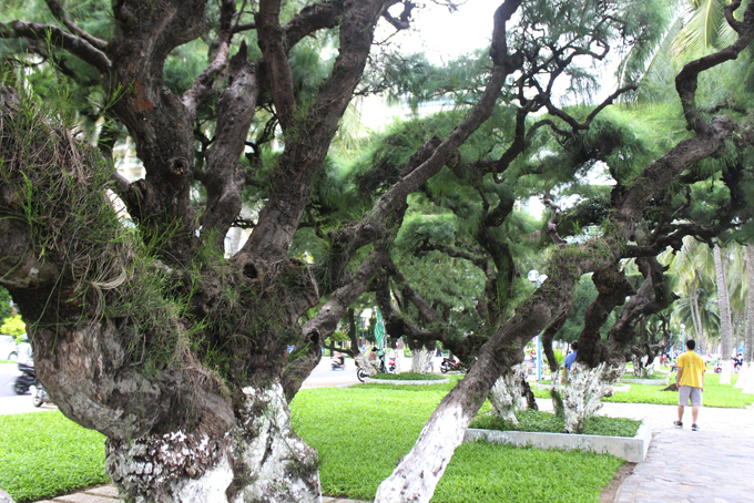 Bên hàng dương rợp bóng