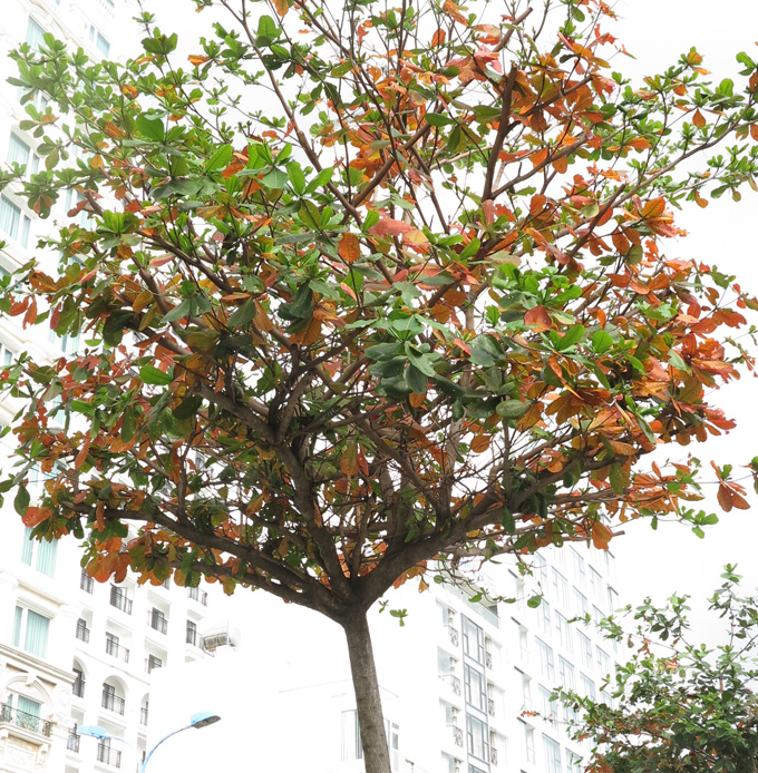 Ngắm cây bàng nhuộm thắm sắc đỏ cuối năm