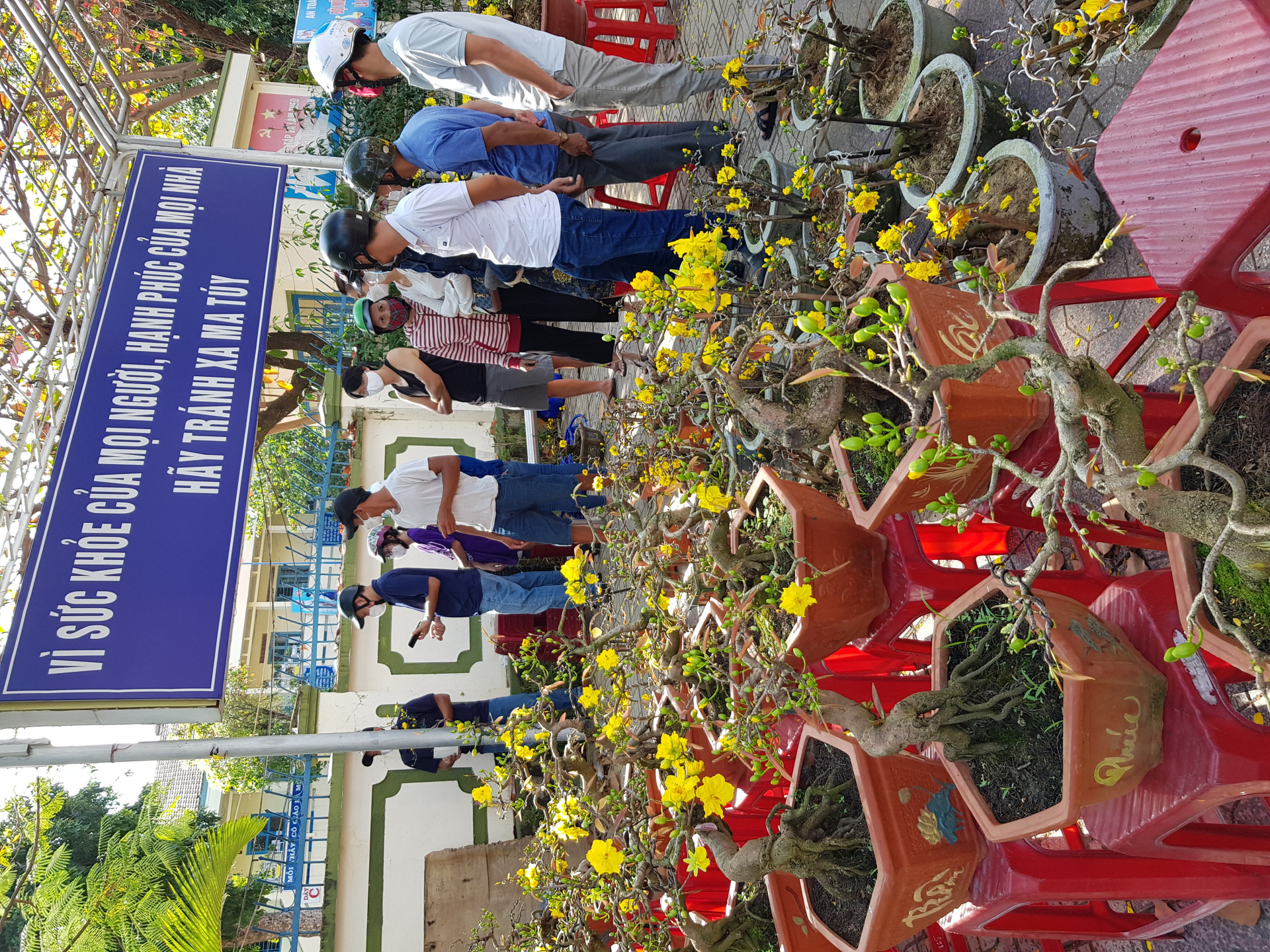 Người dân chọn mua hoa mai trên đường Lê Thánh Tôn