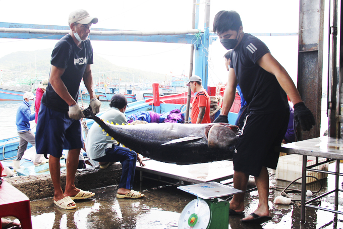 Toàn tỉnh có 3.369 tàu cá, trong đó nhóm tàu cá có chiều dài từ 15m trở lên, khai thác xa bờ là 715 tàu. Năm 2021, tổng sản lượng hải sản ngư dân toàn tỉnh khai thác được 83.230 tấn, trong đó có 3.105 tấn cá ngừ vây vàng mắt to, 21.705 tấn cá ngừ loại khác.