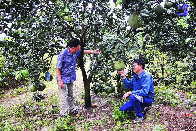 Sản phẩm bưởi da xanh Thái Tường của hộ kinh doanh Đặng Thái Luyện  (xã Khánh Phú) được UBND tỉnh xếp hạng sản phẩm đạt 3 sao theo chương trình OCOP.
