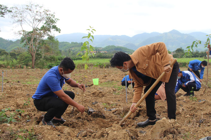 Các bạn đoàn viên thanh niên huyện Khánh Sơn trồng cây hoa anh đào.