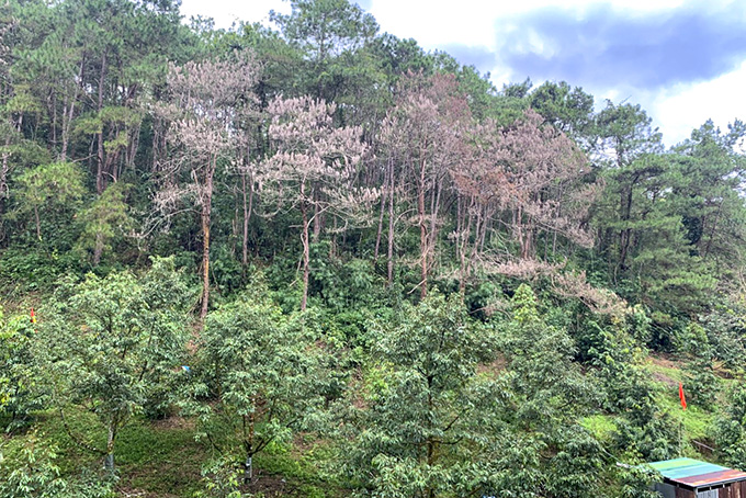 UBND tỉnh Khánh Hòa yêu cầu ngăn chặn, xử lý kịp thời tình trạng chặt phá rừng thông
